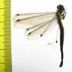 Ascalaphidae sp.  Taiwan - INSECTS-STORE.RU