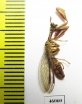 Mantispidae sp.  Zambia - INSECTS-STORE.RU