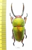 Lamprima adolphinae  Indonesia, Papua  48mm - INSECTS-STORE.RU