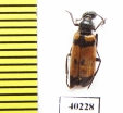 Meloidae sp.  Syria - INSECTS-STORE.RU