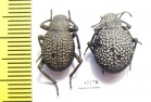 Alogenius cavifrons, pair  Namibia - INSECTS-STORE.RU