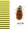 Meloidae sp.  Syria - INSECTS-STORE.RU