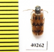 Meloidae sp.  Syria - INSECTS-STORE.RU