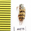 Hycleus nigriplantis  Saudi Arabia - INSECTS-STORE.RU