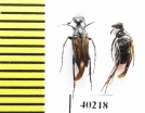 Ripiphoridae, Macrosiagon sp., pair  Argentina - INSECTS-STORE.RU