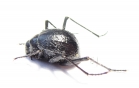 Tenebrionidae sp.  Namibia - INSECTS-STORE.RU