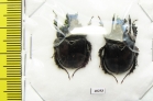 Typhaeus typhoeoides, pair  Morocco - INSECTS-STORE.RU