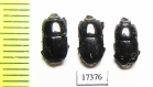 Platysoma sp.  Indonesia, Sumatra - INSECTS-STORE.RU