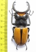 Odontolabis lacordairei  Indonesia, Sumatra 78mm - INSECTS-STORE.RU