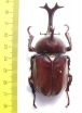 Allomyrina dichotomus  China 71mm - INSECTS-STORE.RU