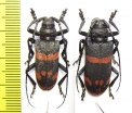 Ceroplesis aestuans ornata, pair  Erythree - INSECTS-STORE.RU