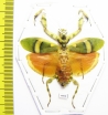 Theoprobus elegans  Malaysia - INSECTS-STORE.RU
