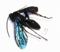 Hymenoptera sp.  South Africa Rep. - INSECTS-STORE.RU