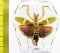 Creobroter urbanus  Malaysia - INSECTS-STORE.RU