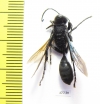 Hymenoptera sp.  South Africa Rep. - INSECTS-STORE.RU