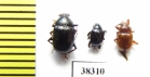 Chrysomelidae sp.  Indonesia, Papua - INSECTS-STORE.RU