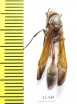 Hymenoptera sp.  South Africa Rep. - INSECTS-STORE.RU