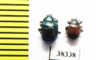 Chrysomelidae sp.  Indonesia, Papua - INSECTS-STORE.RU