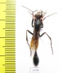 Hymenoptera sp.  South Africa Rep. - INSECTS-STORE.RU