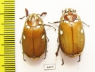 Melolontha maculata, pair  Laos - INSECTS-STORE.RU