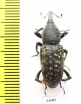 Curculionidae sp.  Colombia - INSECTS-STORE.RU