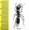 Formicidae sp.  South Africa Rep. - INSECTS-STORE.RU