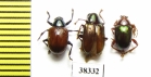 Chrysomelidae sp.  Ecuador - INSECTS-STORE.RU