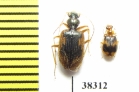 Carabidae sp.  Ecuador - INSECTS-STORE.RU