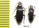 Carabidae sp.  Ecuador - INSECTS-STORE.RU