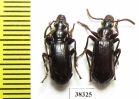 Carabidae sp.  Ecuador - INSECTS-STORE.RU