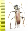 Cerambycidae sp.  Ecuador - INSECTS-STORE.RU