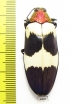 Chrysochroa buqueti  Thailand - INSECTS-STORE.RU