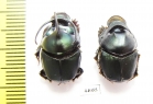 Proagoderus mouhoti, pair  Thailand - INSECTS-STORE.RU