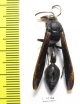 Hymenoptera sp.  South Africa Rep. - INSECTS-STORE.RU