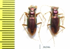 Tetracha sp., pair  Ecuador - INSECTS-STORE.RU