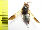 Hymenoptera sp.  South Africa Rep. - INSECTS-STORE.RU