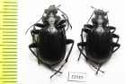 Calosoma inquisitor  Italy - INSECTS-STORE.RU