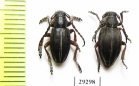 Dorcadion taborskyi, pair  Greece - INSECTS-STORE.RU