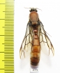 Formicidae sp.  South Africa Rep. - INSECTS-STORE.RU