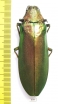 Megaloxantha concolor, female  Malaysia 70mm - INSECTS-STORE.RU