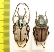 Dicronocephalus dabryi, pair  China - INSECTS-STORE.RU