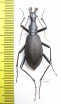 Carabus (Damaster) blaptoides oxuroides  Japan - INSECTS-STORE.RU