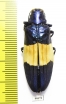 Chrysochroa castelnaudi  Malaysia - INSECTS-STORE.RU