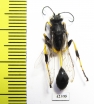 Hymenoptera sp.  South Africa Rep. - INSECTS-STORE.RU