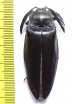 Elteridae sp.  Thailand 52mm - INSECTS-STORE.RU