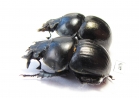 Lethrus andrejewae, pair  Tajikistan - INSECTS-STORE.RU