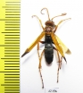 Hymenoptera sp.  South Africa Rep. - INSECTS-STORE.RU