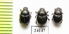 Onthophagus sp. Iran, Lorestan prov. - INSECTS-STORE.RU