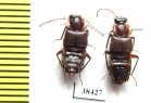 Staphylinidae sp.  Zambia - INSECTS-STORE.RU