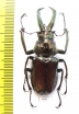 Sphaenognathus bellicosus  Colombia  49mm - INSECTS-STORE.RU